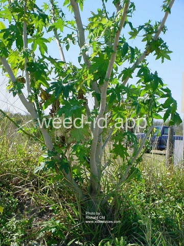 castorbean
